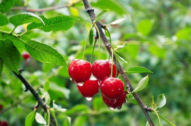 cerezas del Bierzo